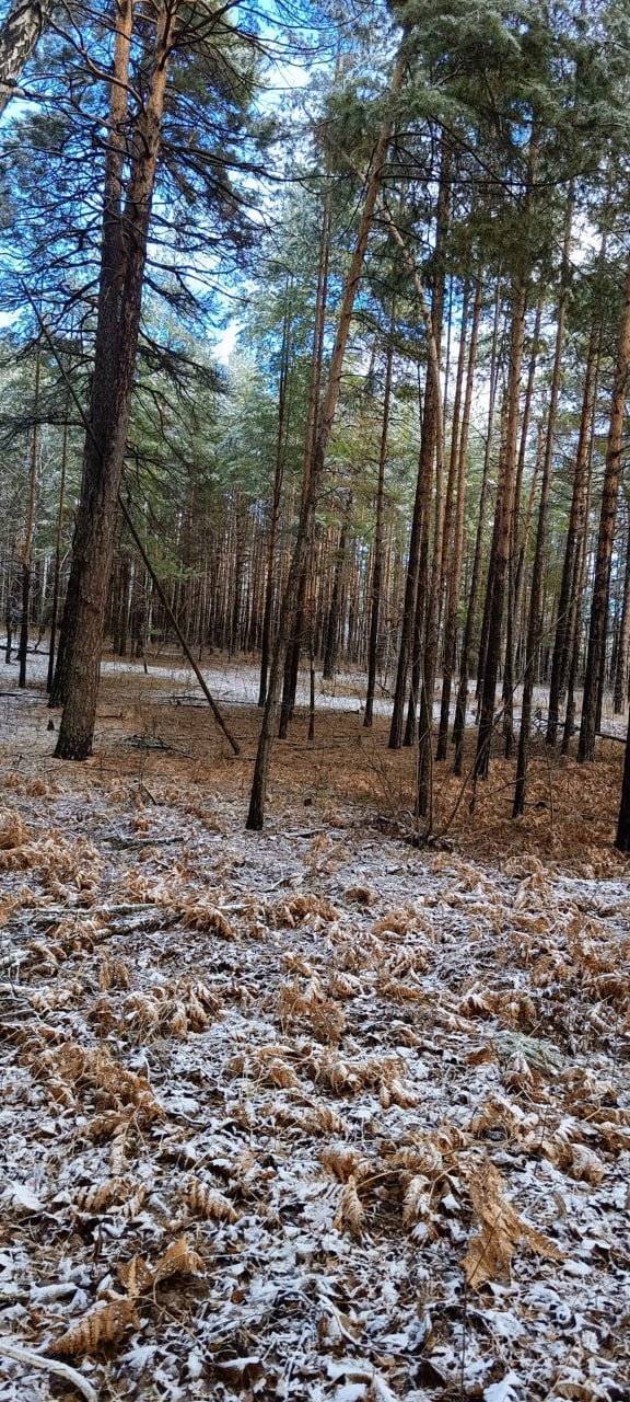 В лесу Прибрежного
📸 Красивые места Самары и област?...
