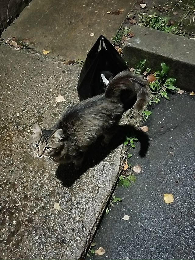 Кто потерял замечательного мальчишку? Безумно ласковы...