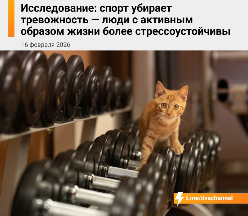 Спорт убивает тревогу — учёные доказали, что люди с активным образом жизни гораздо спокойнее реагиру