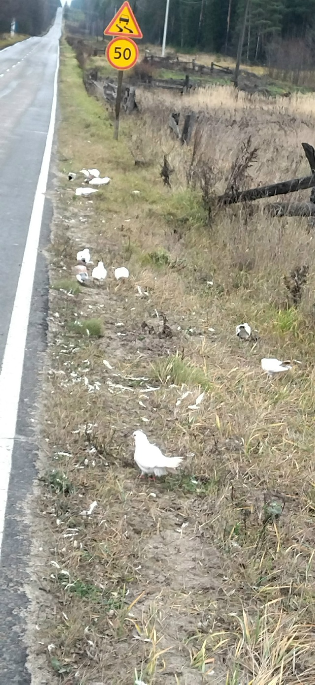 На дороге, не доезжая Велетьмы домашние голуби. Нескол?...