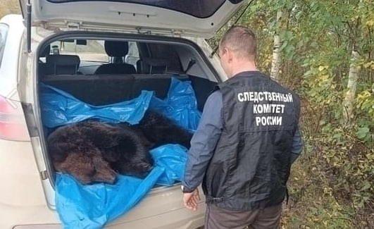 Трагедия в Курганской области: медведь напал на пожило...