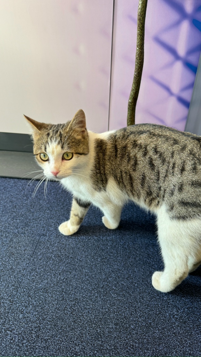 Добрый день, друзья!
Очередной #потеряшка
Гуляет около ...