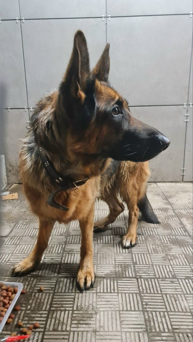 Чья собака? Бегает в районе расстанной/ бульвара Южног?...