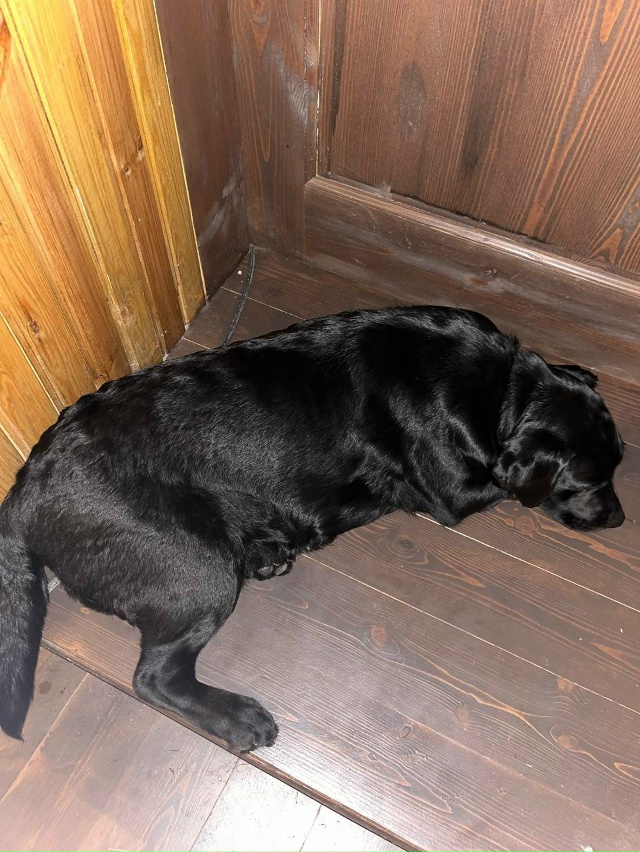 Найдена собака. Девочка. Без ошейника.
С. Богородское у?...