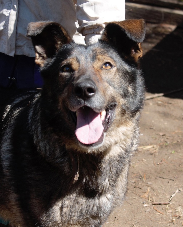 Ищем хороших хозяев для Рокки
Кобель.
Метис овчарки.
В?...