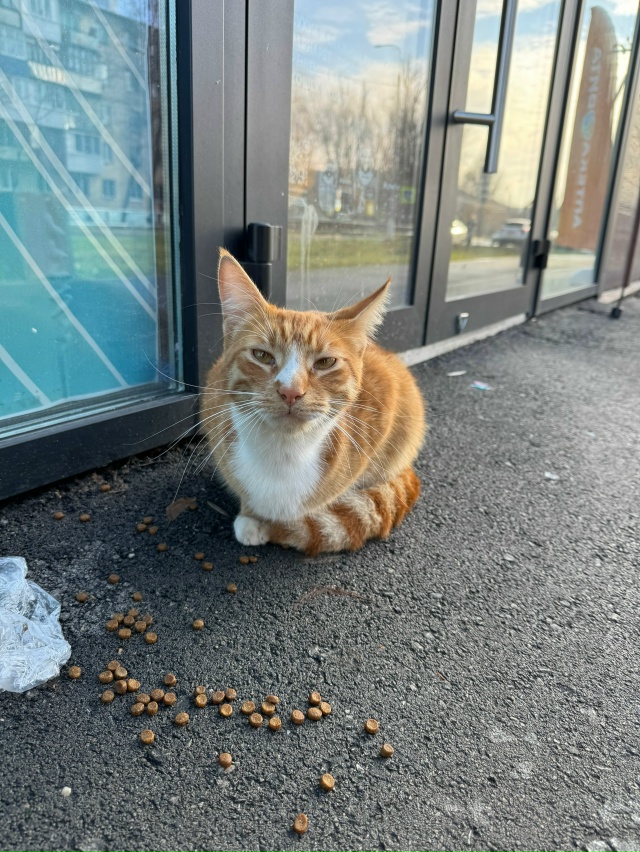 Чей красавчик потерялся ? Около зоотоваров на Никитинс...