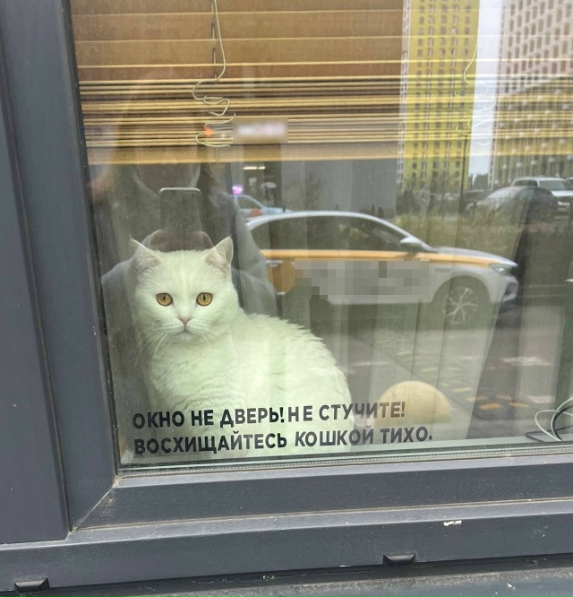 Скорее всего, это сама кошка и наклеила на стекло🤭