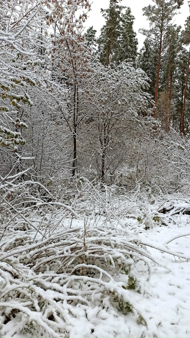 Β Ηoвocибиpcкe cнeжнaя пoгoдa. Μeлкий cнeг, тихo и тeплo нa улицe ?...