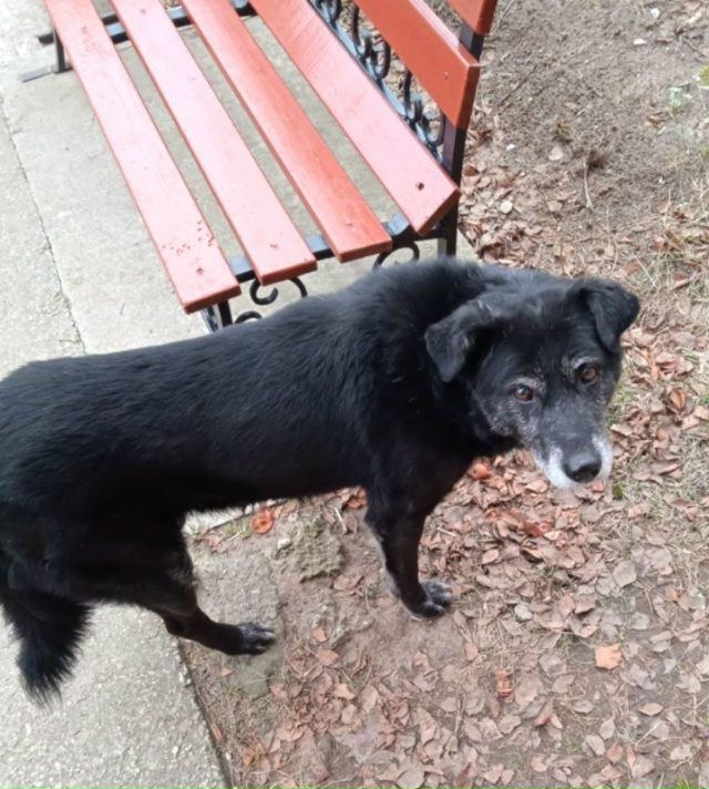 Черный в поисках своего человека!
Давайте поможем вме?...