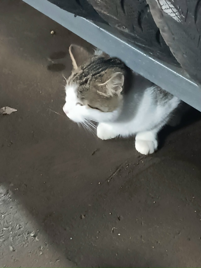 Никто не терял кота(кошку) ? Гладится даётся, упитаный(а...