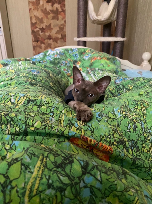 Сегодня Бесику 7 лет 😸🐾🐈🎊🎂. Добрая , умная , харизм?...