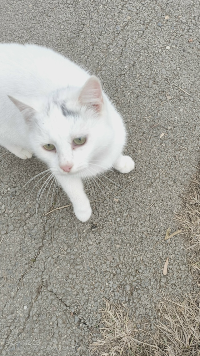 Анонимно. Чей потеряшка? Гуляет по Ленинградской улице