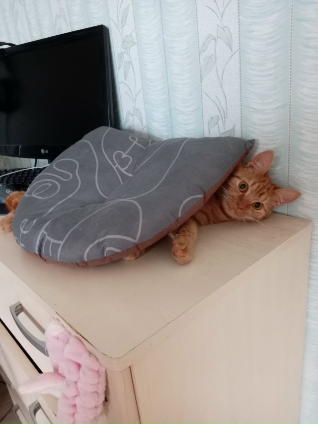 Помогиитеее😿😹😸