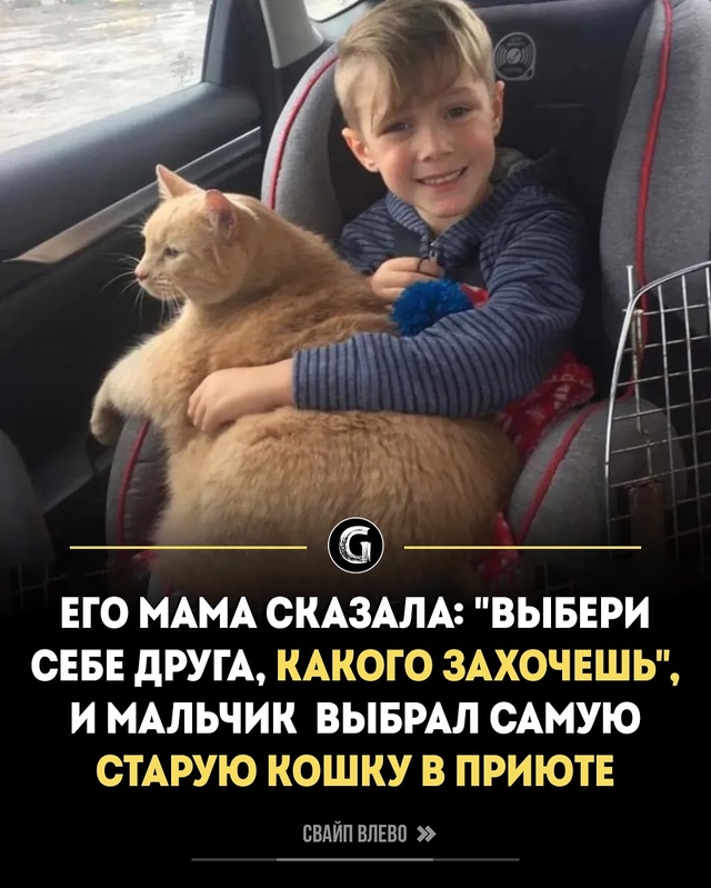 Когда мама Истона сказала ему: «Выбери любое животное, ...