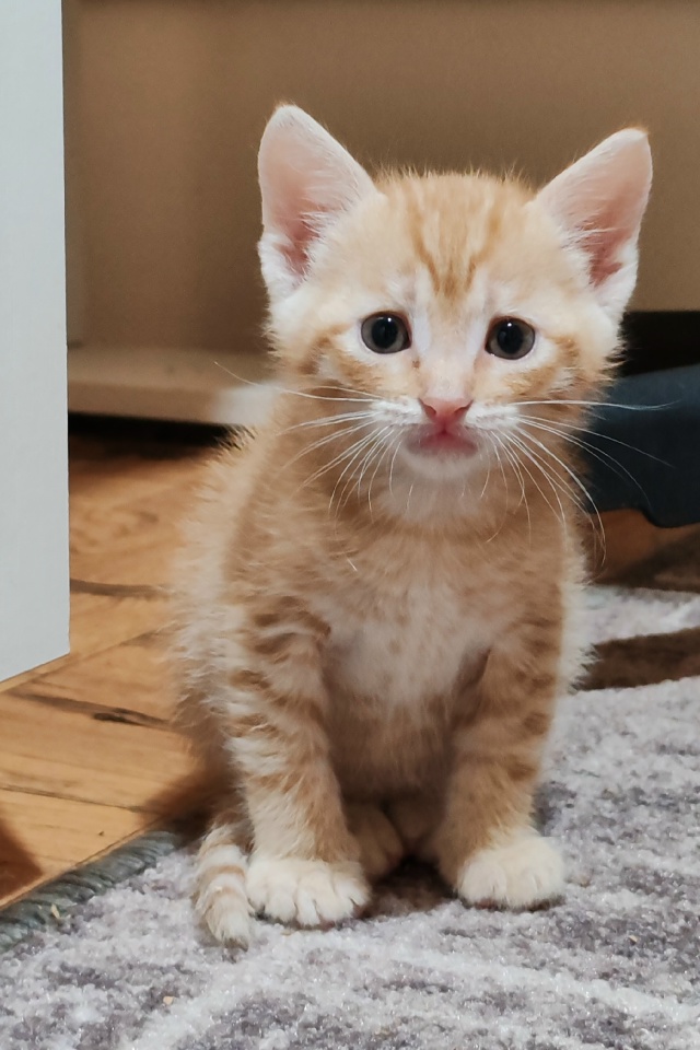 Отдам котят в добрые руки 🤲
4 мальчика рыжих
1 сереньк?...