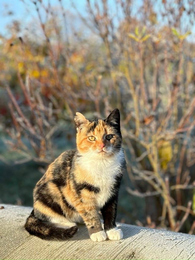 Ищет дом красивая, ласковая, умненькая кошечка. Хозяев?...