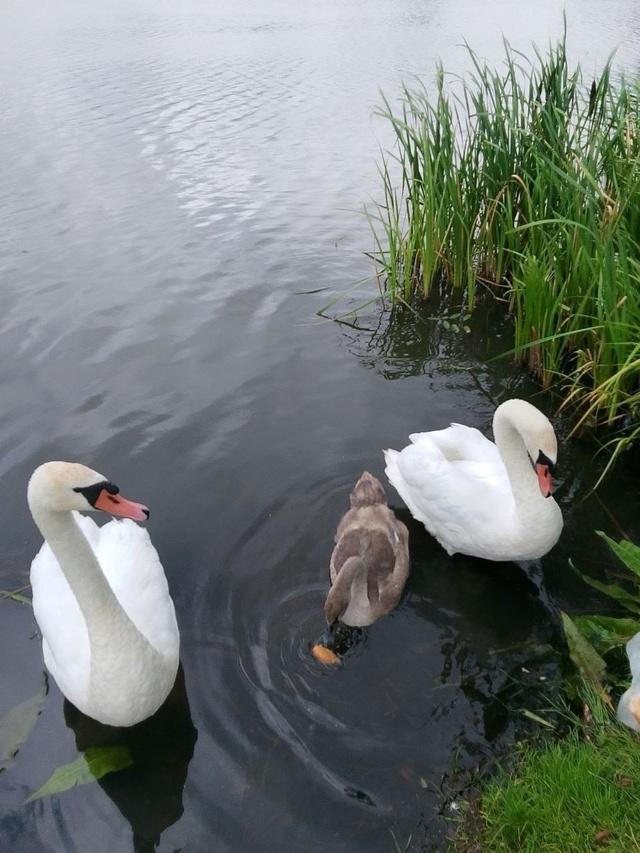 Суземский район 🦢🦢