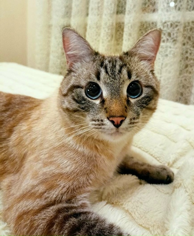 Кот Арбуз 🐈🍉