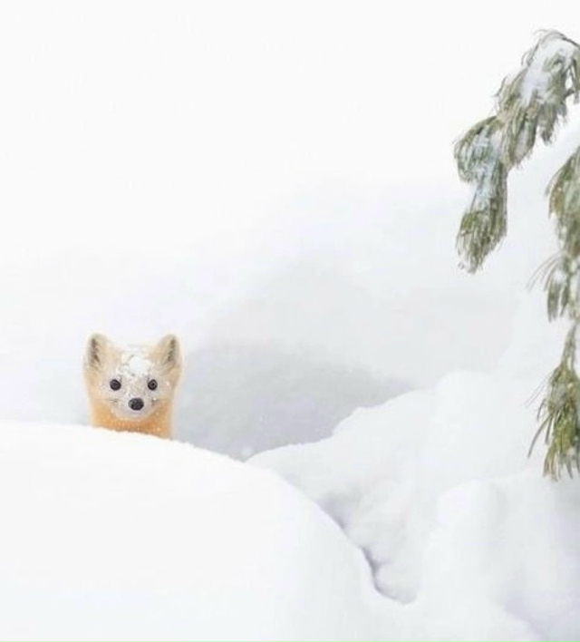 Доброе утро ❄️
Делитесь фотками своих любимых питомц...