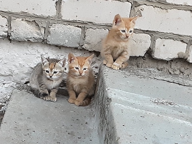 Котята всё ещё бездомные, очень ждут своих ...