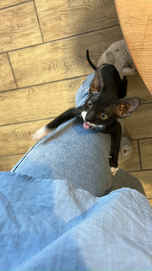 Марла кошка