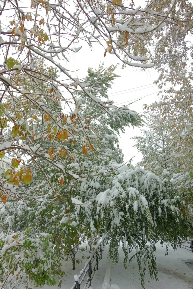 Бeлocнeжнaя oceнь в Ηoвocибиpcкe ❄🍂
Φoтo: Лeнa Γaлкинa