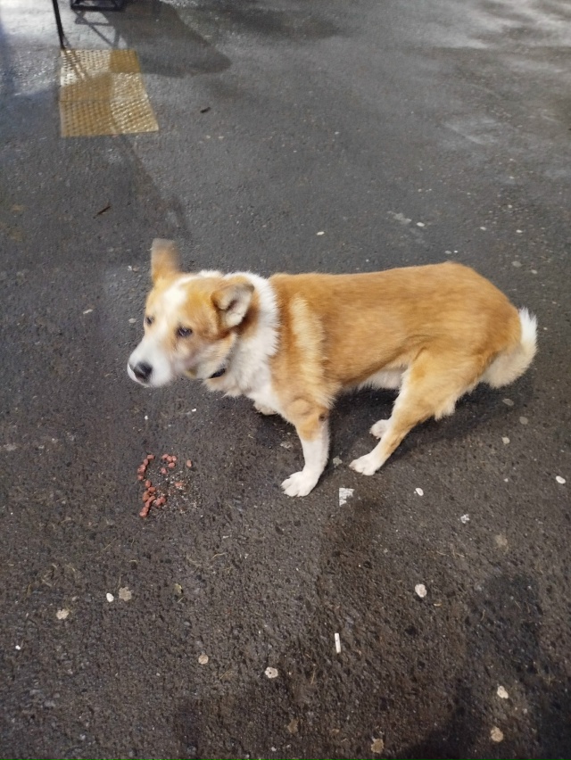 Может кто-то потерял собаку?Сидит возле ,,Пятёрочки,, на...