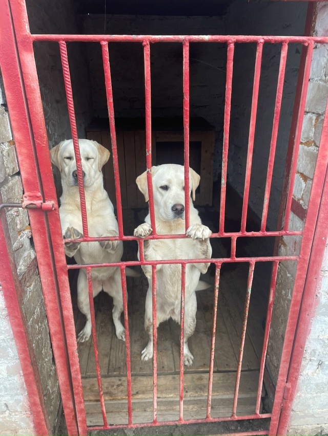 Потерялись два щенка
89014496807
Кто знает чья пропажа звон...