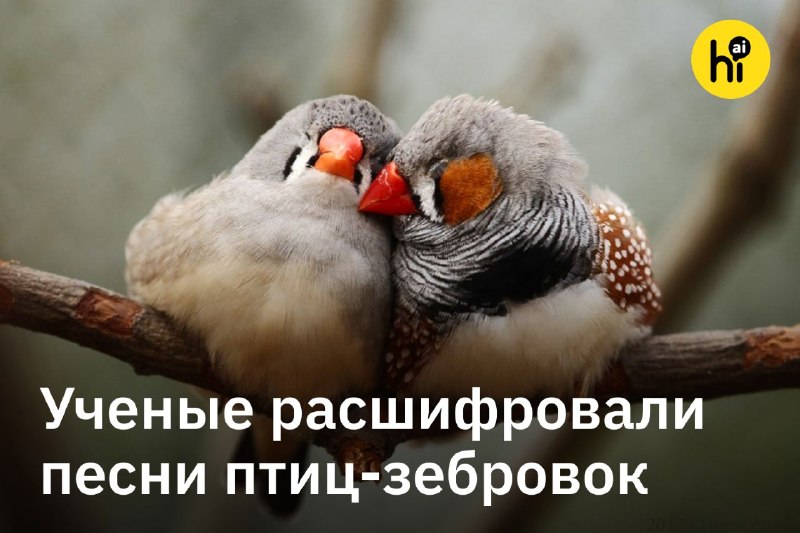 💡 Ученые расшифровали песни птиц-зебровок
Биолог из Калифорнии Джули Эли в течение более 10 лет зап