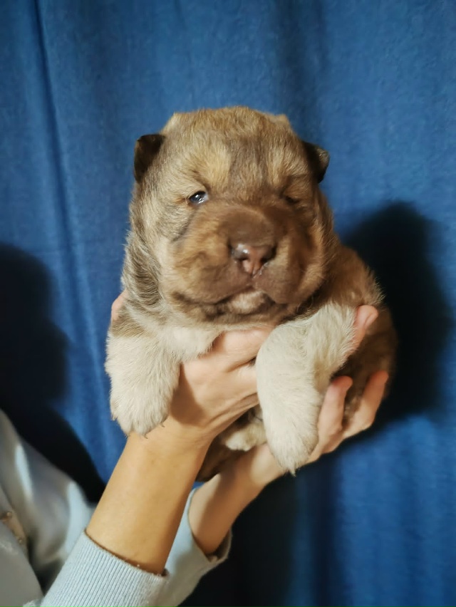 Ищем надёжные руки для малыша, только не на цепь. В доме...