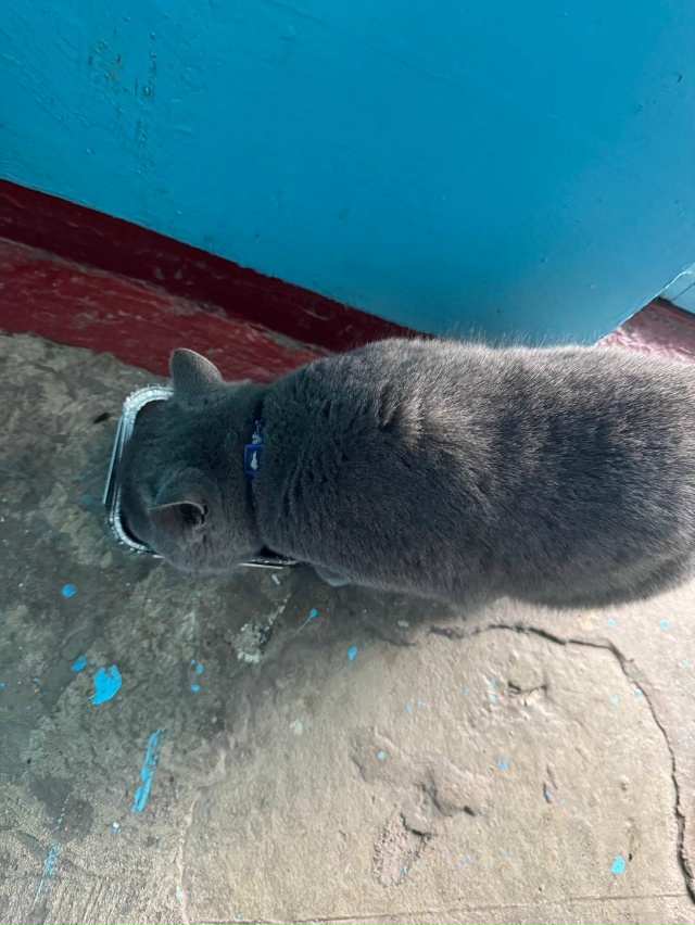 Никто не терял котика? Котик находится по адресу: Побед...