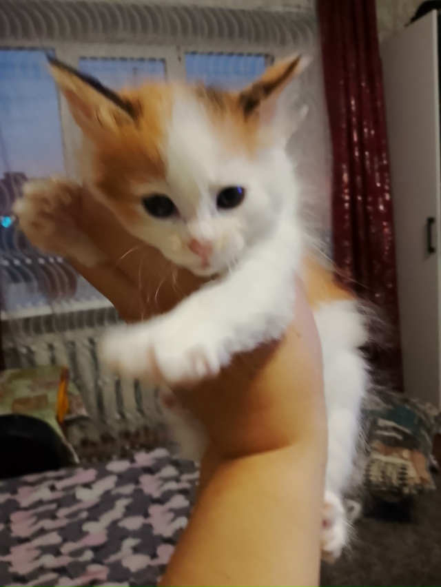 Отдам шустрых котят, кушают все к лотку приучены,1 фото ...