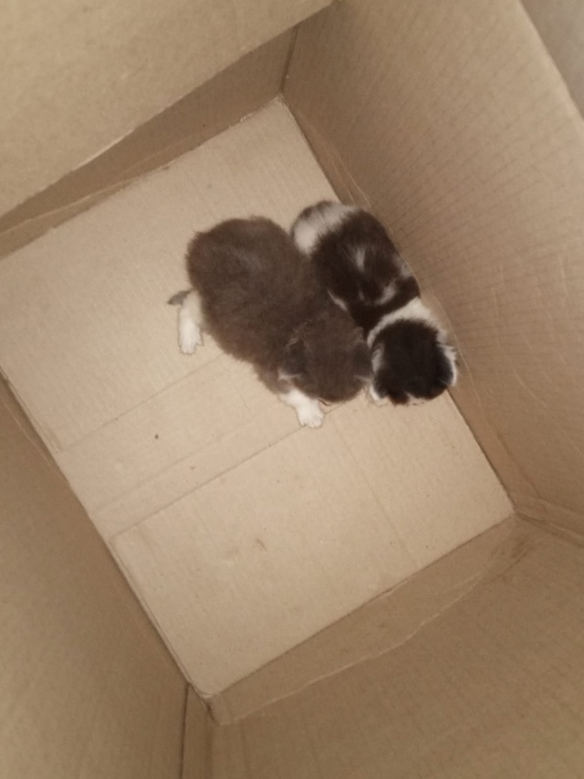 Отдам котят в добрые руки .