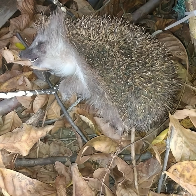 Если вы нашли «мертвого» ежа в холодные месяцы, не хоро...