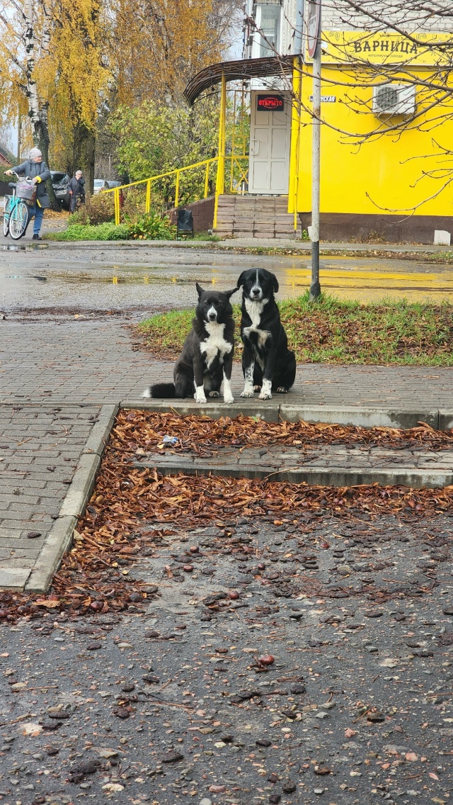 Самые верные и бескорыстные друзья 🐕🍂