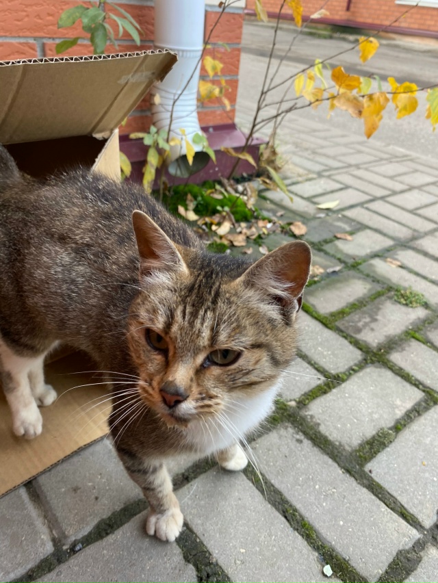 Всем доброе утро , друзья!
Может кто потерял кошечку ????...