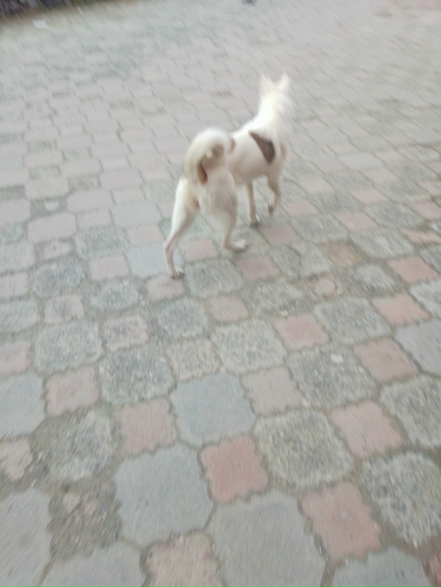 Чья собака, девочка, видно что ухожена, чистая, дружелю?...