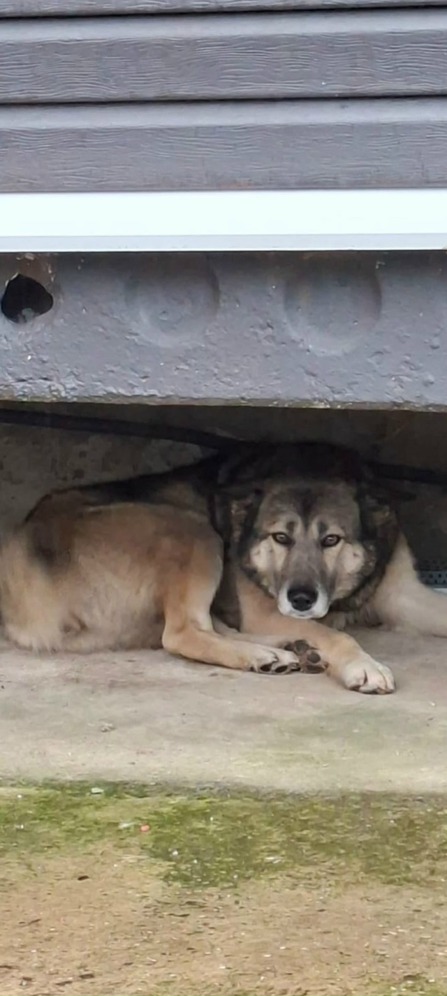 В пос.Заречный появилась собака,с ошейником.Может кто-?...