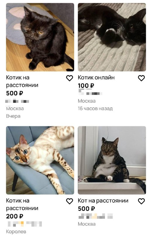 🐈 В Москве всё больше набирает популярность услуга «кот на расстоянии»
Владельцы животных предлагаю