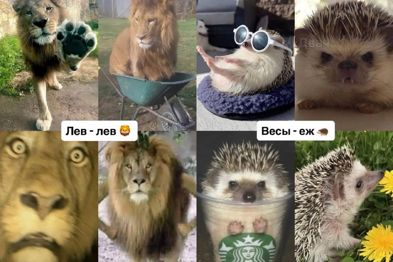 Российский астролог подобрал каждому знаку зодиака своё тотемное животное
Ищем себя, скидываем друз