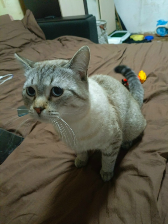 Доброго времени суток. Отдам котика в добрые руки. Куша...