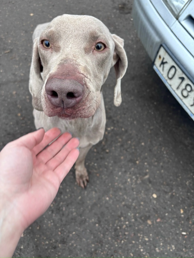 Анонимно. Чья собачка бегает у Атруса по Борисоглебско...