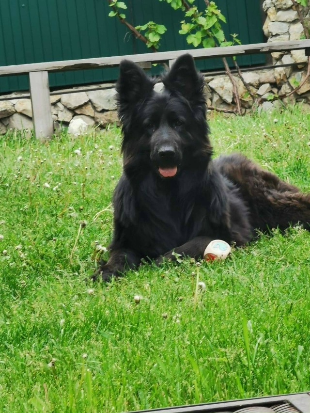 🆘 СРОЧНО! ПРОПАЛА СОБАКА! МАКСИМАЛЬНЫЙ РЕПОСТ!
Друзья...