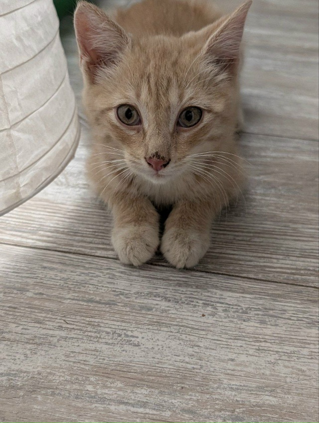 Сегодня около Молодежной 3 был спасён котенок на проез?...