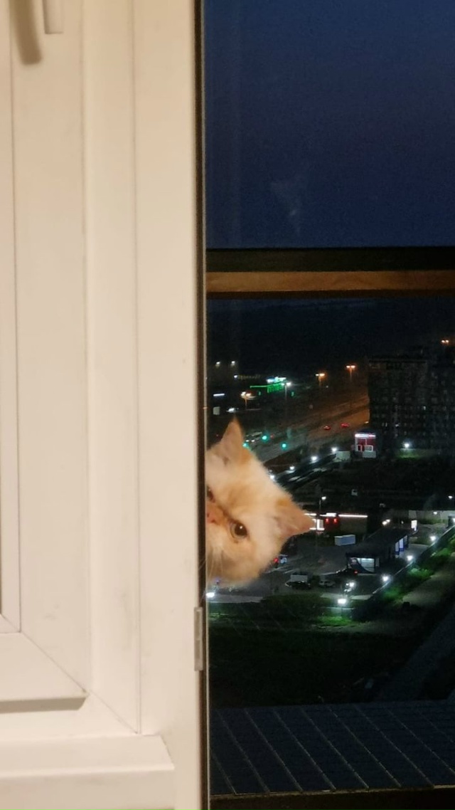 Сажик. Солнечный котик-экзотик. Постоянно на чиле. Если...