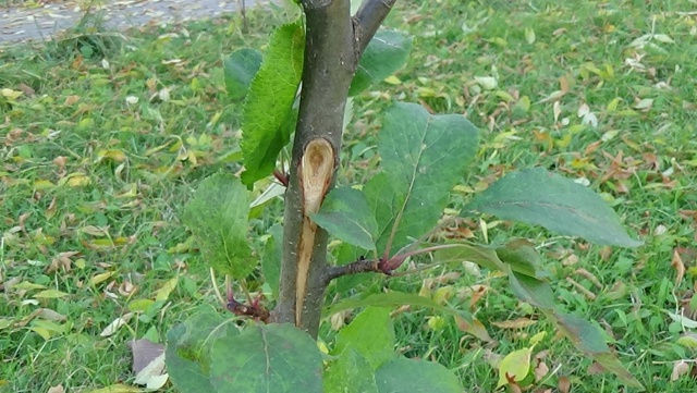 В яблоневом саду на Чайковского вандальные дебилоиды ?...