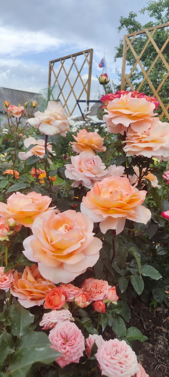 🌹 Юлькины Розы – вдохновение, выращенное с любовью 🌹...