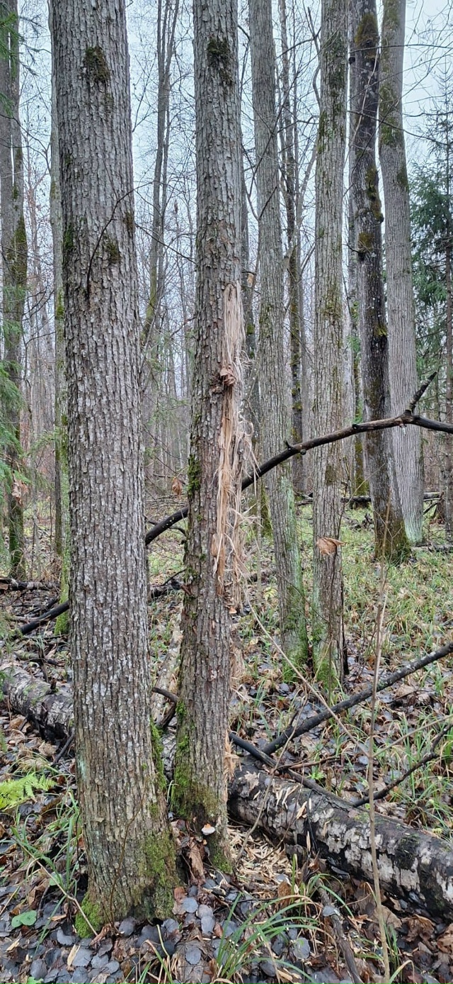 Лесники и охотники. Вопрос больше к вам наверное)
Сего?...