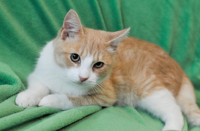 Санкт Петербург и ЛО! Признаюсь честно, но только ником...