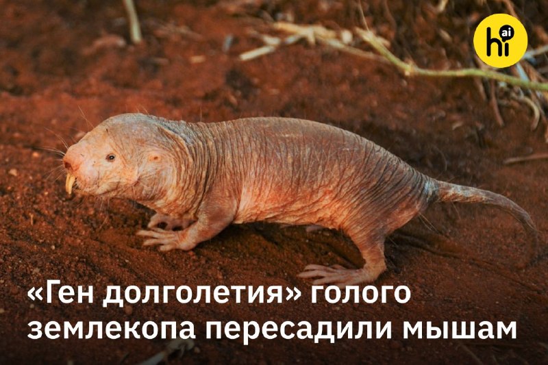 🔍 Мышам пересадили «ген долголетия» голого землекопа
Голые землекопы — рекордсмены по продолжительн